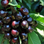 ISAVE promove formação sobre Covid-19