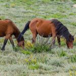Câmara de Barcelos volta a perder na batalha judicial contra alta tensão
