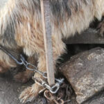 Portugal com mais 87 mortos e 4320 novos casos de Covid-19