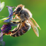 Google ficou sem o domínio na Argentina e Nicolás achou que ia ser o novo dono