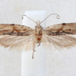 ‘Os Verdes’ reclamam a definitiva despoluição do Rio Torto em Braga