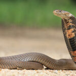 Domingos Ferreira novo comandante dos Bombeiros de Amares