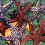 Félix da Costa estreia novo carro em Roma