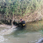 Serão os dentes das cobras mais importantes que o seu veneno?