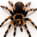 Descoberta a última refeição do Homem de Tollund, a múmia do pântano da Dinamarca