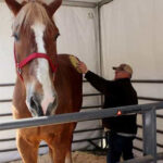 Para proteger parque histórico, Havai faz sorteio de cabras