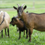 Israel permite recurso a ‘barrigas de aluguer’ por casais do mesmo sexo