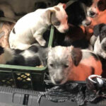 Machado Vilela nasceu há 150 anos em Barbudo, Vila Verde