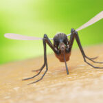 Vila Verde tem no terreno três projetos inovadores e autossustentáveis na área social