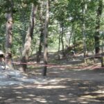 Bactérias podem explicar porque é que certas crianças odeiam brócolos