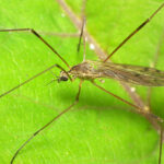 Junta da Ribeira do Neiva pode cair no impasse depois das eleições autárquicas