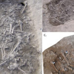 Pílula continua a ser o contracetivo mais utilizado em Portugal