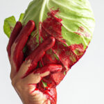 Estudos recentes ajudam a descobrir a grande diversidade de espécies de “moscas-grua” existentes em Portugal