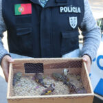 Robótica é destaque de programa Erasmus + no Sá de Miranda em Braga