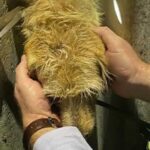 Guarda da GNR começou a ser julgado por ameaçar de morte três magistrados de Vila Verde