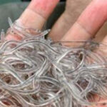 Agravamento de medidas só com Rt acima de 1 e 70% de internamentos em UCI