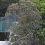 PSP de Guimarães recolhe Coruja-do-mato