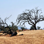 Félix da Costa vence as 24 horas de Le Mans