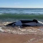 NASA apoia projeto de ‘barco voador’ para explorar lua de Saturno