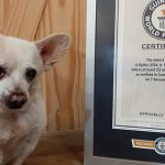 A Cimenteira do Louro lança revestimento de betão inovador