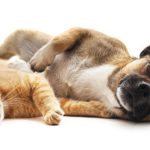 Bombeiros Voluntários de Guimarães celebraram o seu 146º aniversário