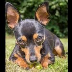 Há um ano que aparecem ovos enterrados no quintal de Rose. Mas porquê?