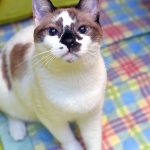 Sim, os cães também podem ter insónias e outros distúrbios do sono