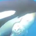 Será esta a cura para a diabetes? Novo estudo dá nova esperança