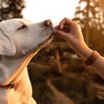 Nove razões para não estar a conseguir perder peso