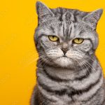 Tadim conta com Centro de Escuta e Centro Interpretativo da Paróquia de São Bartolomeu