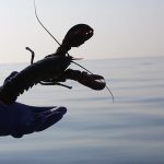 Condenada a prisão por fazer vídeo a comer bolachas de carne de porco