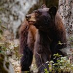Homem detido por subir ao estábulo do Palácio de Buckingham
