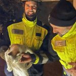 Canguru ‘apanhado’ em complexo de apartamentos na Florida