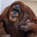 Estudo revela as profissões que aumentam o risco de declínio cognitivo