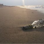 Desenvolvidos novos antibióticos contra bactérias multirresistentes