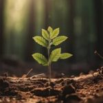 CIM Alto Minho lança convocatória para projetos inovadores no âmbito do turismo sustentável