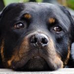 Expedição encontra montanhas que emergiram devido a degelo na Gronelândia