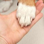 Estudo identifica alteração no sangue que aumenta o risco de obesidade