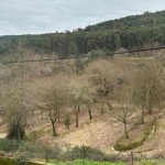 70 mil pessoas esperadas nos cinco dias das festas de S. Brás em Terras de Bouro