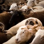 Zero considera haver desvalorização do fogo posto