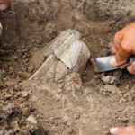 A Obesidade e o Cancro do Pâncreas