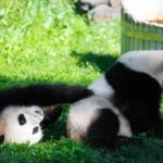 Ver tortas as linhas direitas pode ser sintoma de doença silenciosa