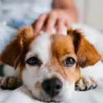 Museu da Herança Rural valoriza a aldeia típica do Urjal