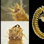 UMinho reforça a cooperação com a Ordem dos Engenheiros