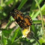 Incêndio em Ponte de Lima “está a ceder aos meios de combate”