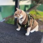 Tubarão “único e raro” reaparece na Papua-Nova Guiné após 55 anos