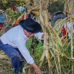 Turiz revive a tradição da Malhada de Tremoços