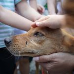 350 seniores do distrito de Braga juntaram-se na Ribeira do Neiva para jogar Walking Football