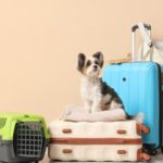 Guimarães projeta o amanhã na Feira “Futuro@ Guimarães 2026”