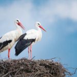 Arrendar já custa €1.335 e comprar €435.000 — mas o mercado apresenta dinâmicas distintas no país